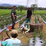 Babinsa Plumbon Semangati Petani Yang Menyiangi Tanaman Cabe Area Persawahan Gang Kacung Pedukuhan Dabag 2