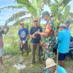 Babinsa Tanjungharjo Dampingi Poktan Dalam Gerdal Hama Tikus di Bulak Sawah Gede Klajuran