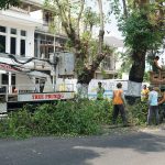 Dinas Lingkungan Hidup (DLH) Kota Yogyakarta Tingkatkan Pengawasan Pohon Rawan Tumbang