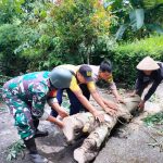 Babinsa Bersama Bhabinkamtibmas Pantau Wilayah Terkena Pohon Tumbang Paska Hujan Deras